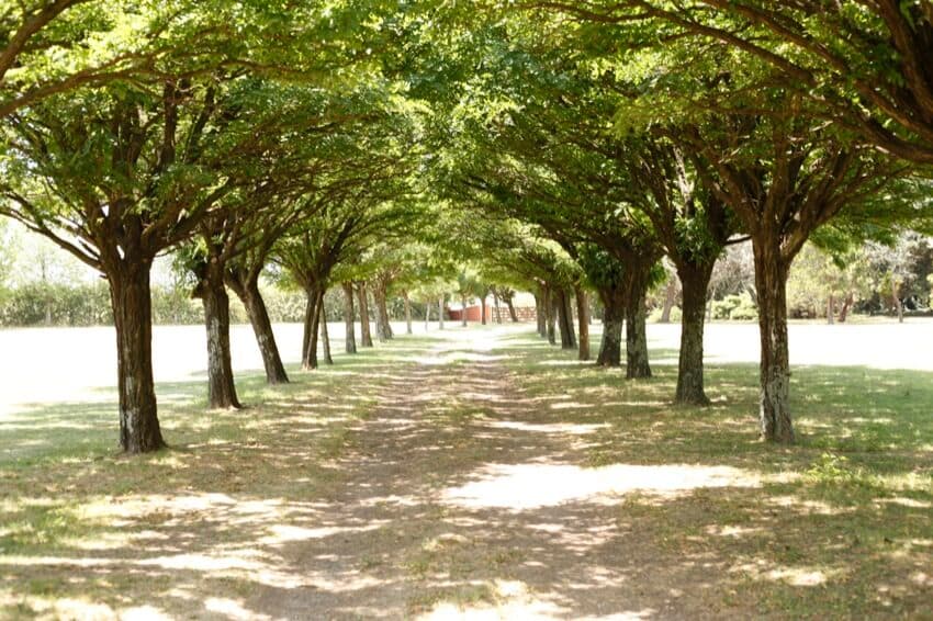 La alameda de entrada al mediodía, con dos hileras de árboles dando sombra sobre el camino de tierra y el campo abierto a los costados.